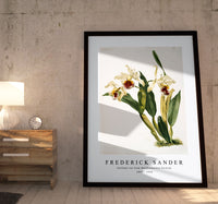 
              Frederick Sander - Cattleya rex from Reichenbachia Orchids-1847-1920
            
