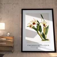 Frederick Sander - Cattleya rex from Reichenbachia Orchids-1847-1920