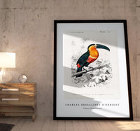 
              Charles Dessalines D'Orbigny - Toucan (Ramphastos)
            