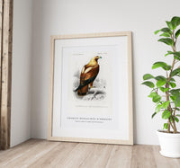 
              Charles Dessalines D'Orbigny - Eastern imperial eagle (Aquila heliaca)
            
