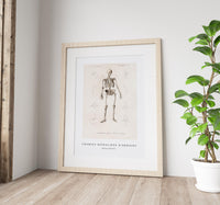 
              Charles Dessalines D'Orbigny - Human skeleton
            