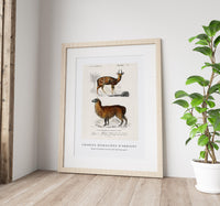 
              Charles Dessalines D'Orbigny - Alpaca (Vicugna Pacos) and Antilope guib
            