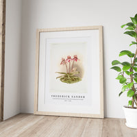 Frederick Sander - Cypripedium tautzianum from Reichenbachia Orchids-1847-1920