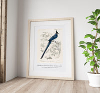 
              Charles Dessalines D'Orbigny - Black-throated magpie-jay (Pica colliei)
            