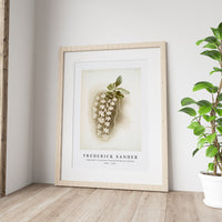 Frederick Sander - Angræcum articulatum from Reichenbachia Orchids-1847-1920