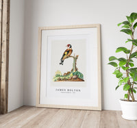 
              James Bolton - European goldfinch 1768
            