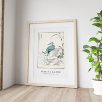 Numata Kashu - Night Heron and Little Egret illustration from Pictorial Monograph of Birds (1885)
