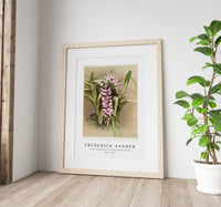 
              Frederick Sander - Aërides savageanum from Reichenbachia Orchid-1847-1920
            