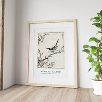 Numata Kashu - Bush-warbler and White Plum Tree illustration from Pictorial Monograph of Birds (1885)