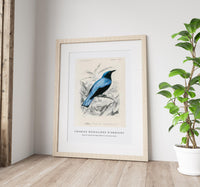 
              Charles Dessalines D'Orbigny - Square-tailed drongo (Edoius caerulescens)
            
