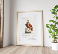
              Saverio Manetti - Pappagallo variegato di cenerino e rosso, di Guinea (Parrot) 1723-1785
            