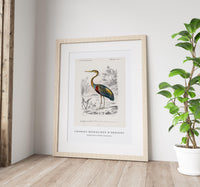 
              Charles Dessalines D'Orbigny - Purple heron (Ardea purpurea)
            