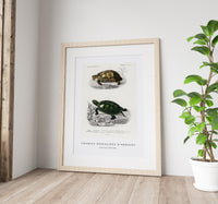 
              Charles Dessalines D'Orbigny - Tortoises (Testudo)
            