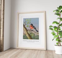 
              Barbara Regina Dietzsch - Goudvink (Eurasian Bullfinch)
            