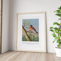 Barbara Regina Dietzsch - Goudvink (Eurasian Bullfinch)