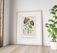 
              Charles Dessalines D'Orbigny - Elephant ear (Caladium bicolor)
            