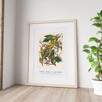 John James Audubon - Carolina Parrot from Birds of America (1827)