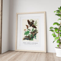John James Audubon - Whip-poor-will from Birds of America (1827)