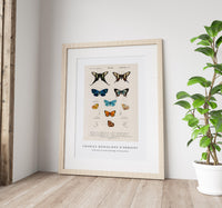 
              Charles Dessalines D'Orbigny - Collection of hand drawings of butterflies
            