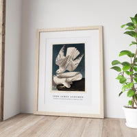 John James Audubon - Iceland or Jer Falcon from Birds of America (1827)