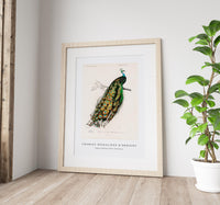 
              Charles Dessalines D'Orbigny - Indian peafowl (Pavo Cristatus)
            