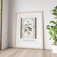 John James Audubon - Crimson fronted Purple Finch