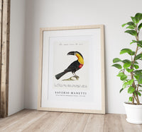 
              Saverio Manetti - Tucana Piperivora (Mangiapepe Toucan) 1723-1785
            