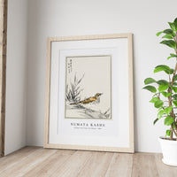 Numata Kashu - Chinese Tree-Pipit and Wheat illustration from Pictorial Monograph of Birds (1885)
