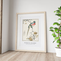 Numata Kashu - Macaw and Drooping Peach illustration from Pictorial Monograph of Birds (1885)