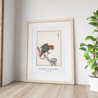 Numata Kashu - Macaw illustration from Pictorial Monograph of Birds (1885)