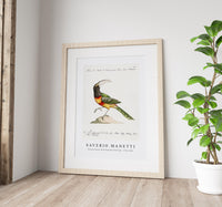 
              Saverio Manetti - Tucana Aracari Brasilensibus (Toucan) 1723-1785
            