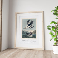 John James Audubon - Smew or White Nun from Birds of America (1827)