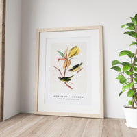 John James Audubon - Kentucky Fly-catching Warbler (1830s)