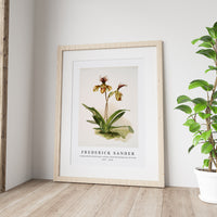 Frederick Sander - Cypripedium (hybridum) calypso from Reichenbachia Orchids-1847-1920