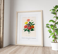
              Charles Dessalines D'Orbigny - Dahlia
            