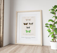 
              Charles Dessalines D'Orbigny - Collection of moths (3)
            