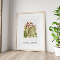 Frederick Sander - Cypripedium sanderianum from Reichenbachia Orchids-1847-1920