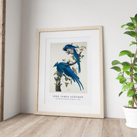 John James Audubon - Columbia Jay from Birds of America (1827)