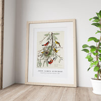 John James Audubon - Orchard Oriole from Birds of America (1827)
