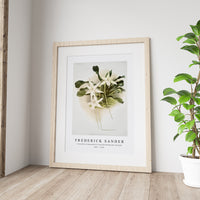 Frederick Sander - Aeranthus sesquipedalis from Reichenbachia Orchids-1847-1920