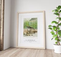 
              J L Ridgway - Wilson's or English Snipe (Gallinago Media, Wilsoni) 1859-1947
            