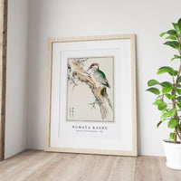 Numata Kashu - Japanese Green Woodpecker illustration from Pictorial Monograph of Birds (1885)