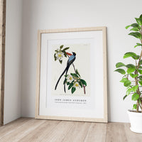 John James Audubon - Fork-tailed Flycatcher from Birds of America (1827)