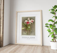 
              Frederick Sander - Cattleya (hybrida) arnoldiana from Reichenbachia Orchids-1847-1920
            