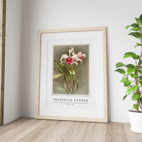 Frederick Sander - Cattleya (hybrida) arnoldiana from Reichenbachia Orchids-1847-1920