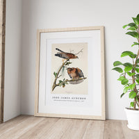 John James Audubon - Red-shouldered Hawk from Birds of America (1827)