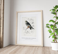 
              Charles Dessalines D'Orbigny - Red-footed Falcon (Falco rufipes)
            