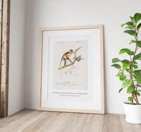 
              Charles Dessalines D'Orbigny - Cercopithecus griseus (Guenon Grivet)
            