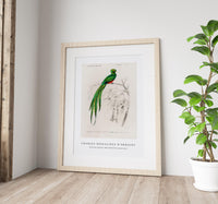 
              Charles Dessalines D'Orbigny - Pavonine quetzal (Pharomachrus pavoninus)
            