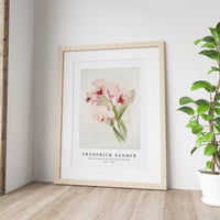 Frederick Sander - Cattleya labiata from Reichenbachia Orchids-1847-1920